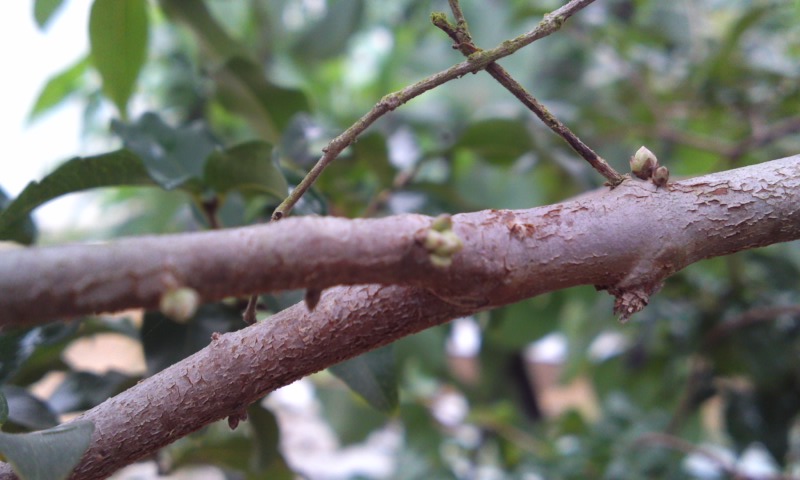 PA0_0000_20121222175304.jpg
