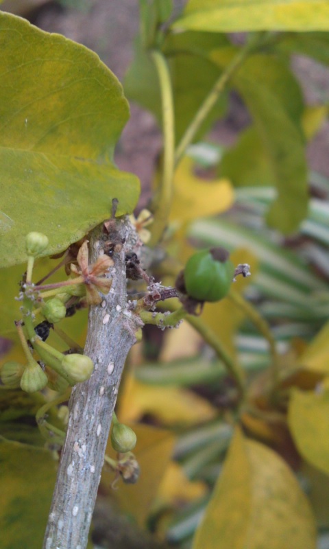 PA0_0002_20121222173932.jpg