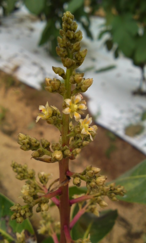 PA0_0004_20121222173935.jpg