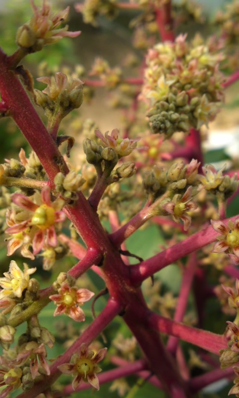 PA0_0007_20130111150637.jpg