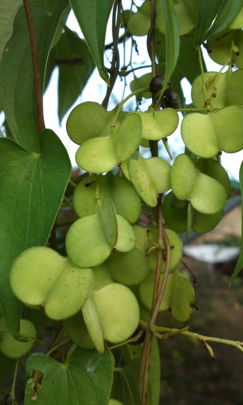 PA0_0165.jpg