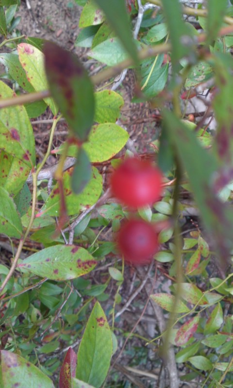 PA0_0166.jpg