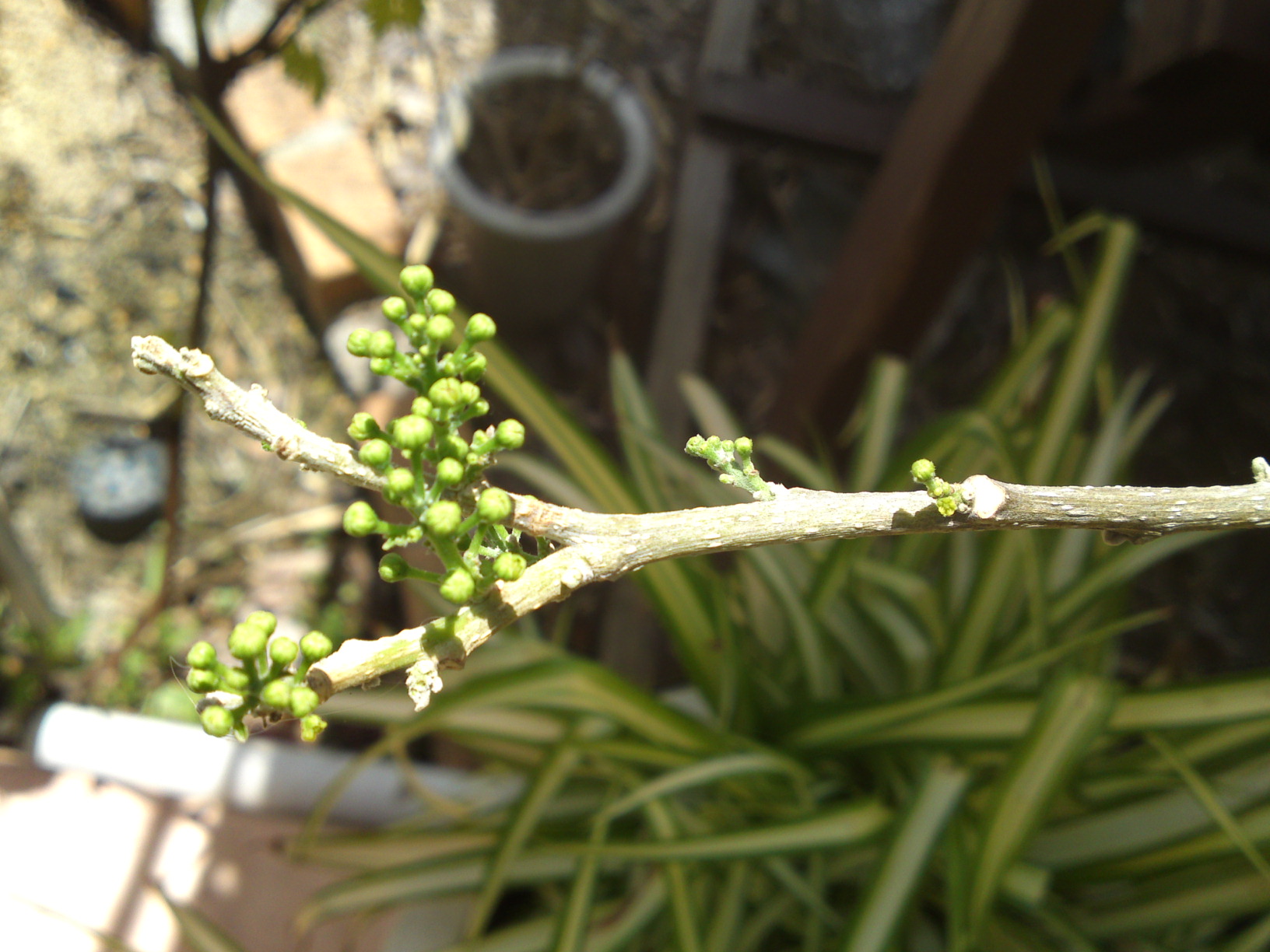 PAP_0075.jpg