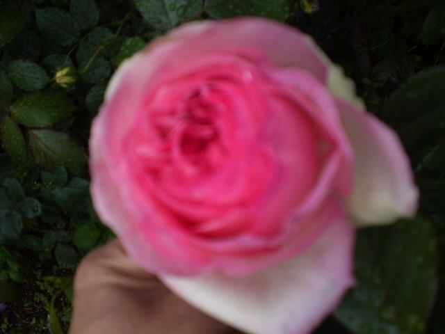 PAP_0080.jpg