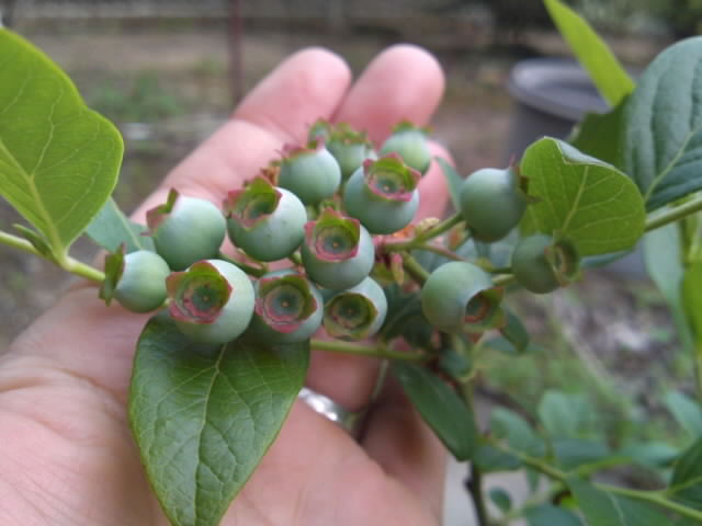 PAP_0092.jpg