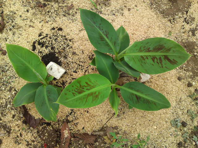 PAP_0098.jpg