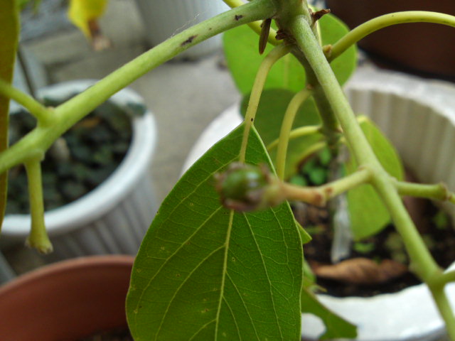 PAP_0102.jpg