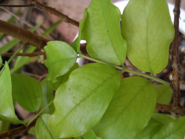 PAP_0104_convert_20120515151909.jpg