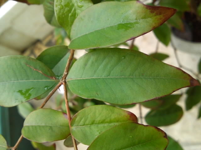 PAP_0105.jpg