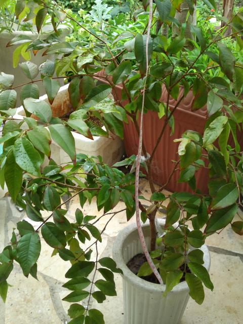PAP_0106_convert_20120515152332.jpg