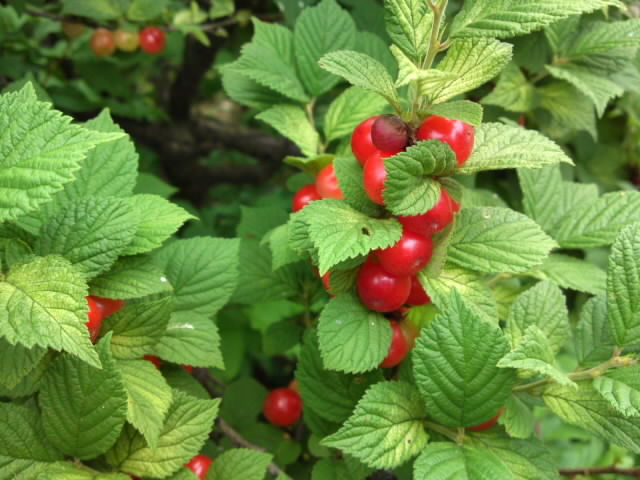 PAP_0130.jpg