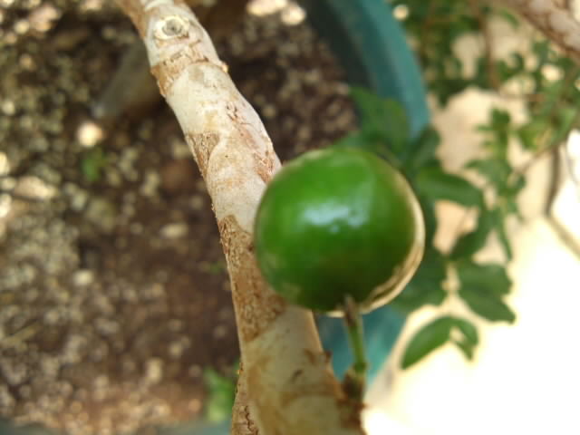 PAP_0145.jpg