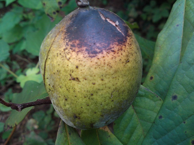 PAP_0154.jpg