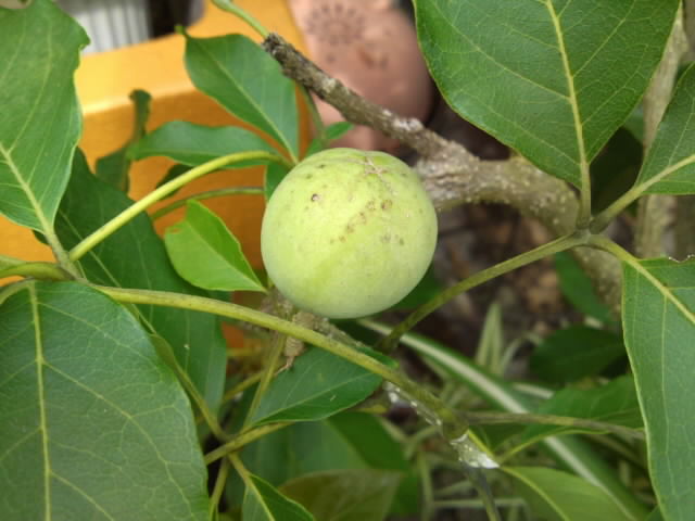 PAP_0155.jpg