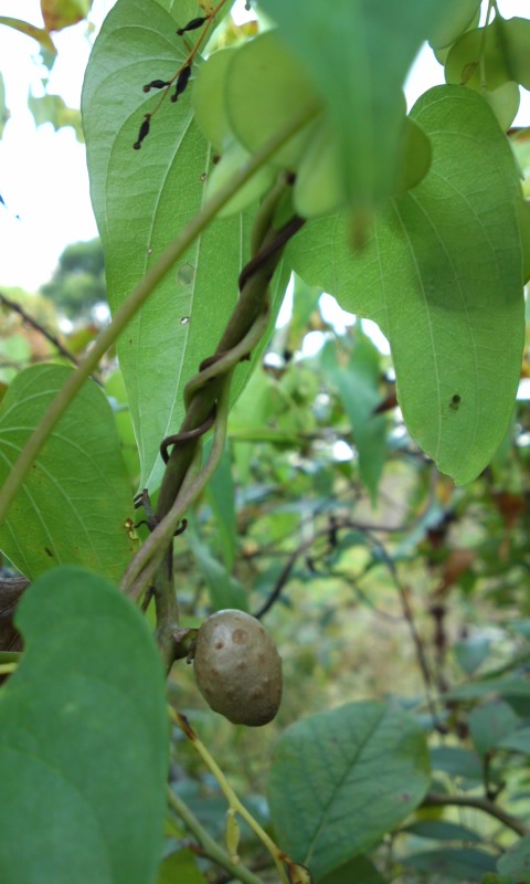 PAP_0164.jpg
