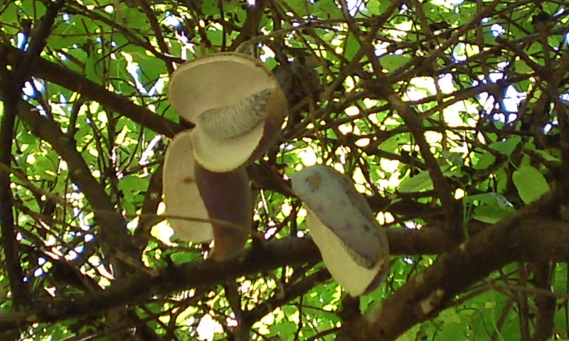 PAP_0170.jpg