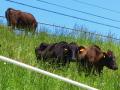 IMG_2012052344153.jpg