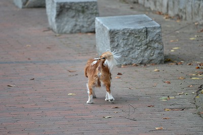 DSC_0035_20120906205508.jpg