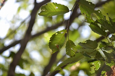 DSC_0071_20120814133358.jpg
