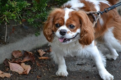 DSC_0072_20120906205728.jpg