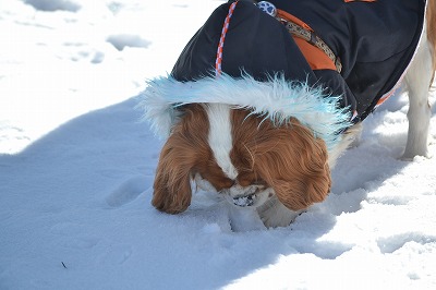 DSC_0077_20121220222821.jpg