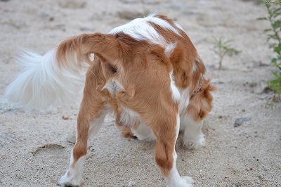 DSC_0087_20120726210134.jpg