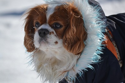 DSC_0094_20121220223051.jpg