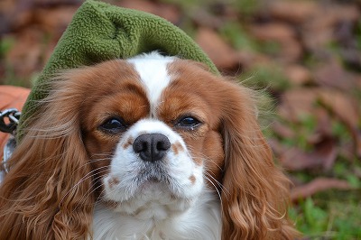 DSC_0108_20121126192059.jpg