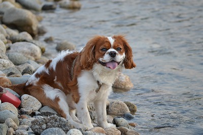 DSC_0119_20120720200458.jpg