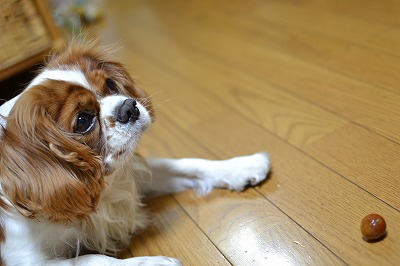 DSC_0150_20121231123302.jpg