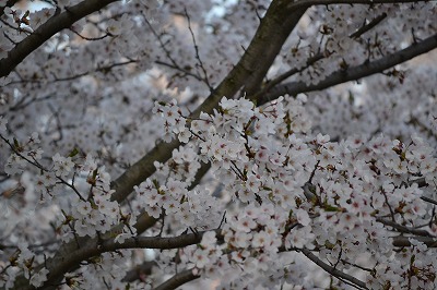 DSC_0189.jpg