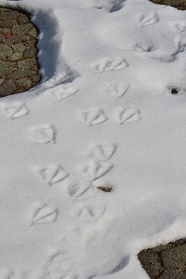 DSC_0192_20130115144431.jpg