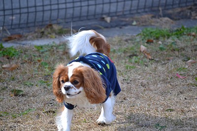 DSC_0193_20121111082400.jpg