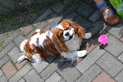 DSC_0208_20120507202232.jpg