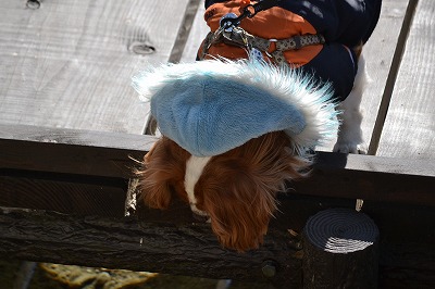 DSC_0211_20130117143036.jpg