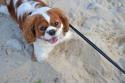 DSC_0221_20120722192150.jpg