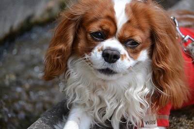 DSC_0224_20120605170811.jpg