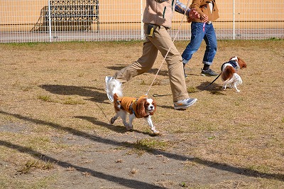 DSC_0237_20121111082924.jpg