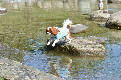 DSC_0246_20120820212211.jpg