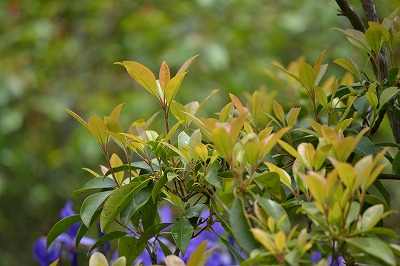 DSC_0257_20120605171350.jpg