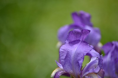 DSC_0259_20120605171407.jpg