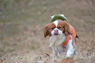 DSC_0361_20121216075415.jpg