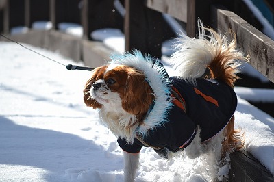 DSC_0417_20121228131347.jpg