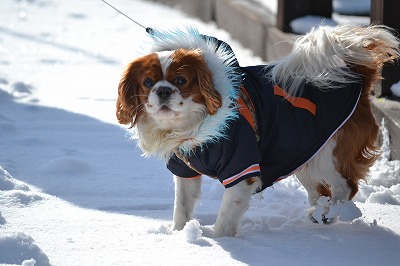 DSC_0419_20121228131406.jpg