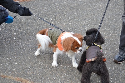DSC_0420_20121204195609.jpg