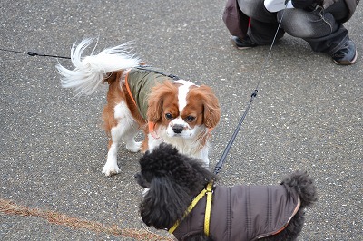 DSC_0423_20121204195626.jpg