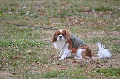 DSC_0464_20121204195900.jpg