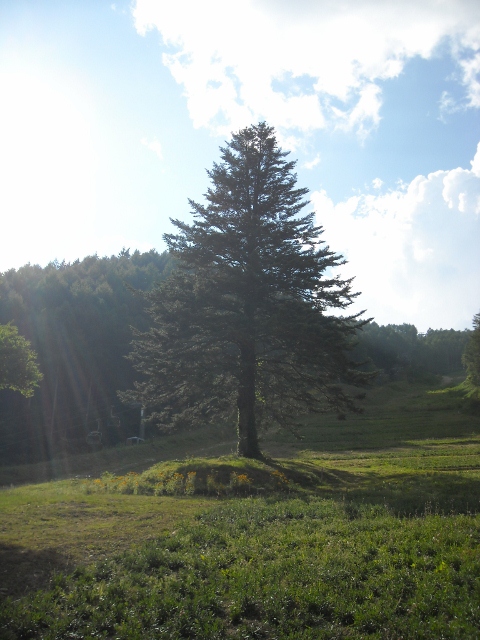 DSCN1176 (480x640)