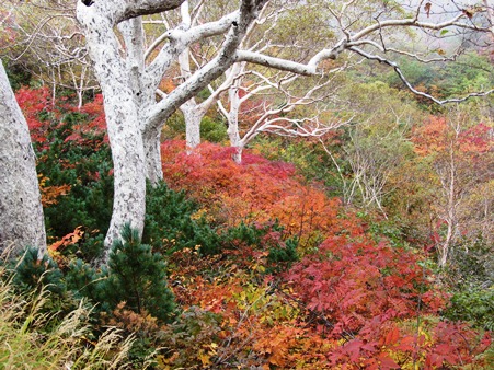 八方池から少し登ったところの白樺が群生しているところ赤の紅葉が・・・・