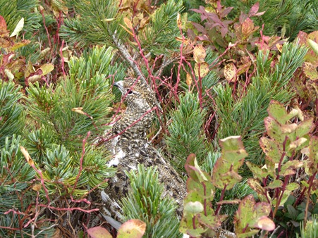 下山中に出会ったライチョウ、4匹ほどが木の実を食べていました